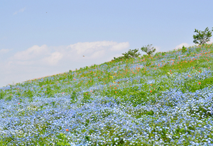DSC_0028_meitu_1.jpg