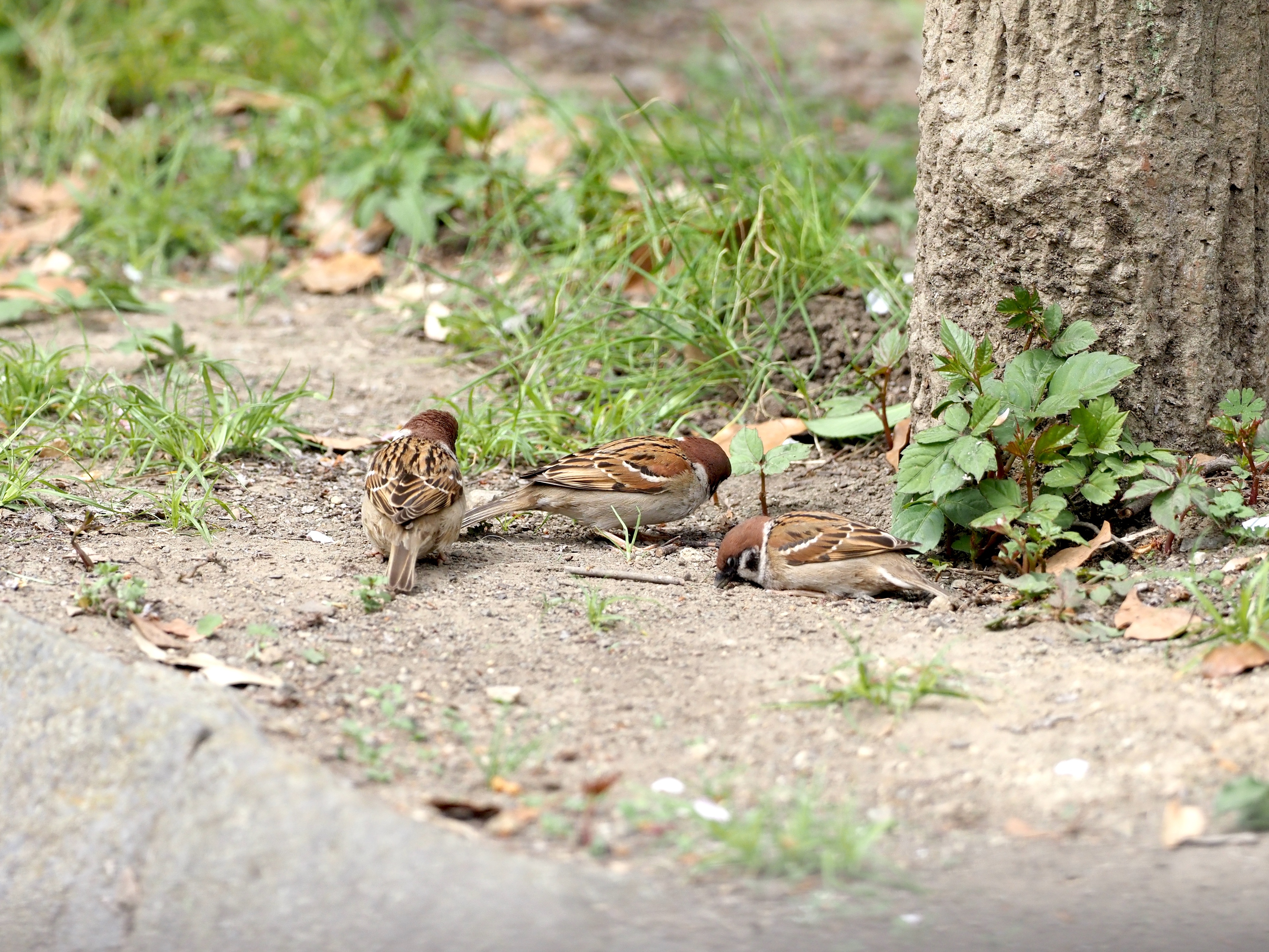 すずめ_(2).jpg