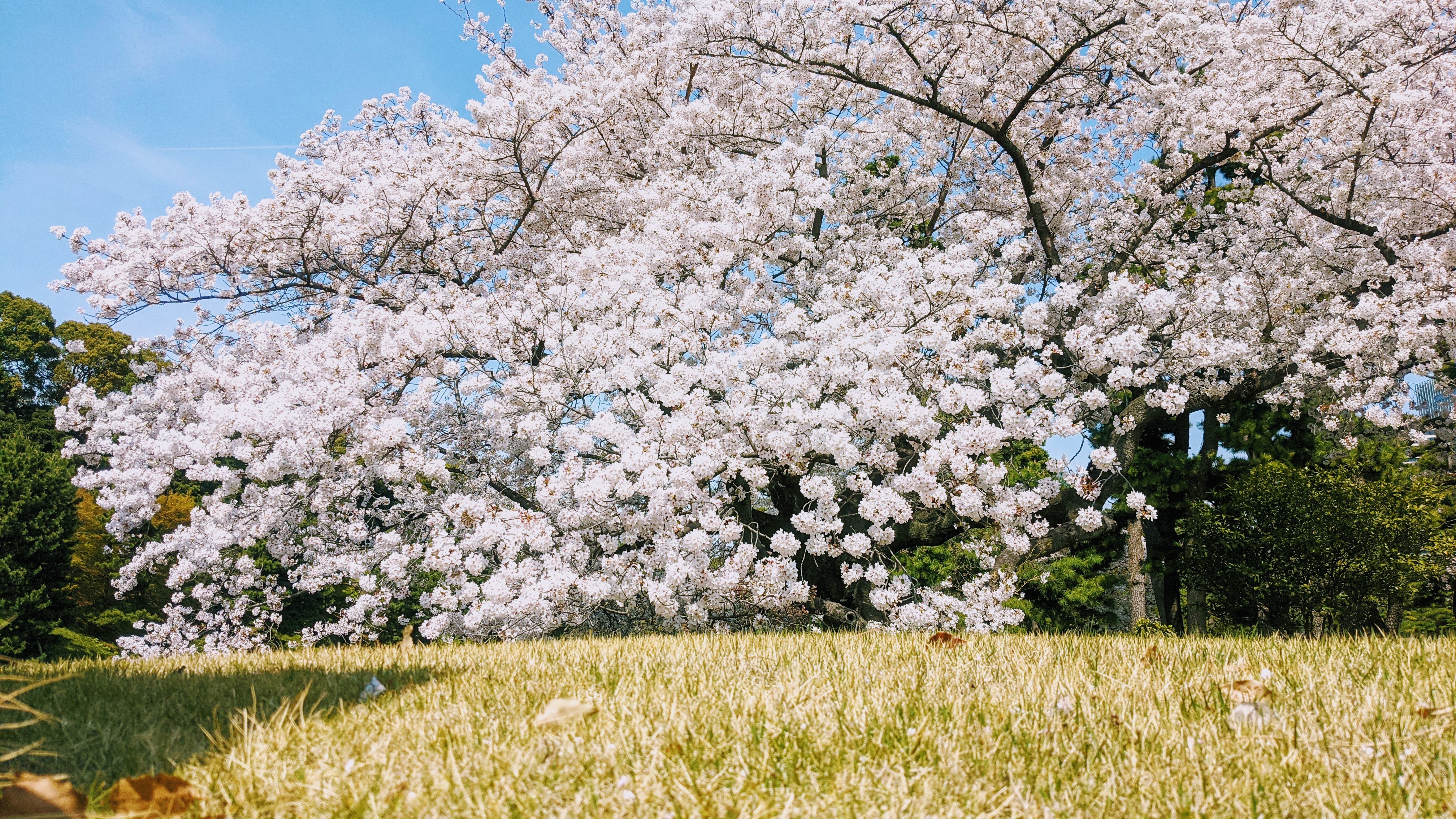 20210327_122213_皇居外苑_桜.jpg