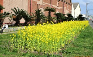 菜の花1.jpg