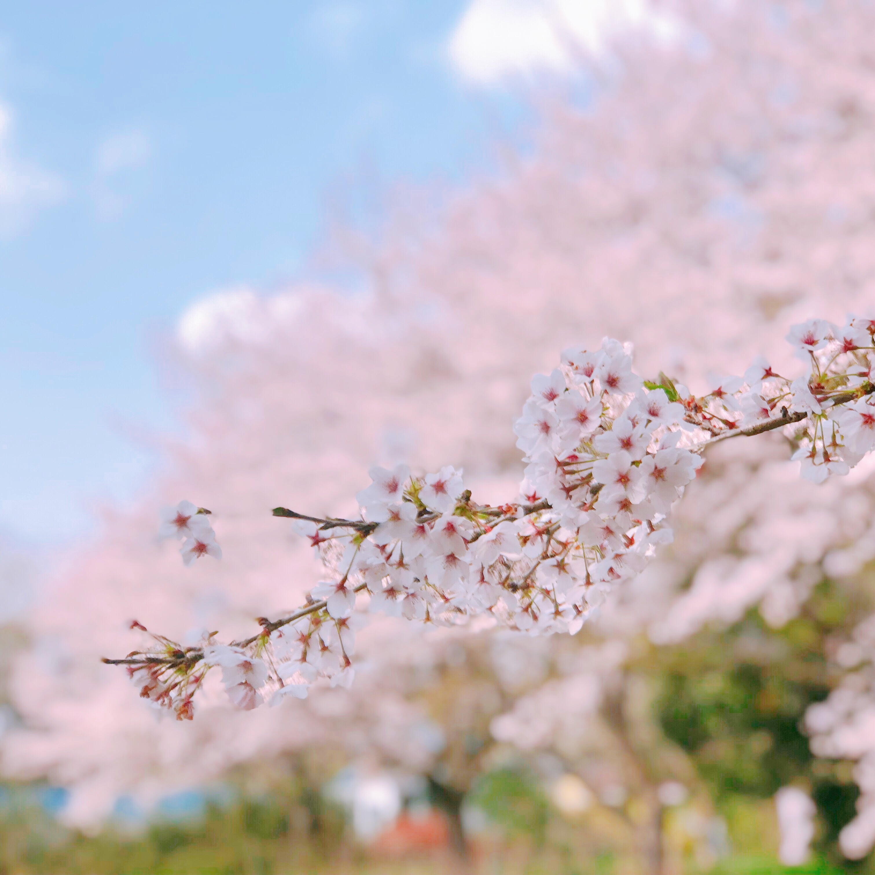 A7762F17-9C71-4440-8D08-59ED8A10DC3E.jpeg