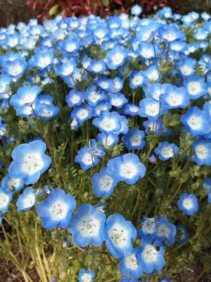 9nemophila.jpg