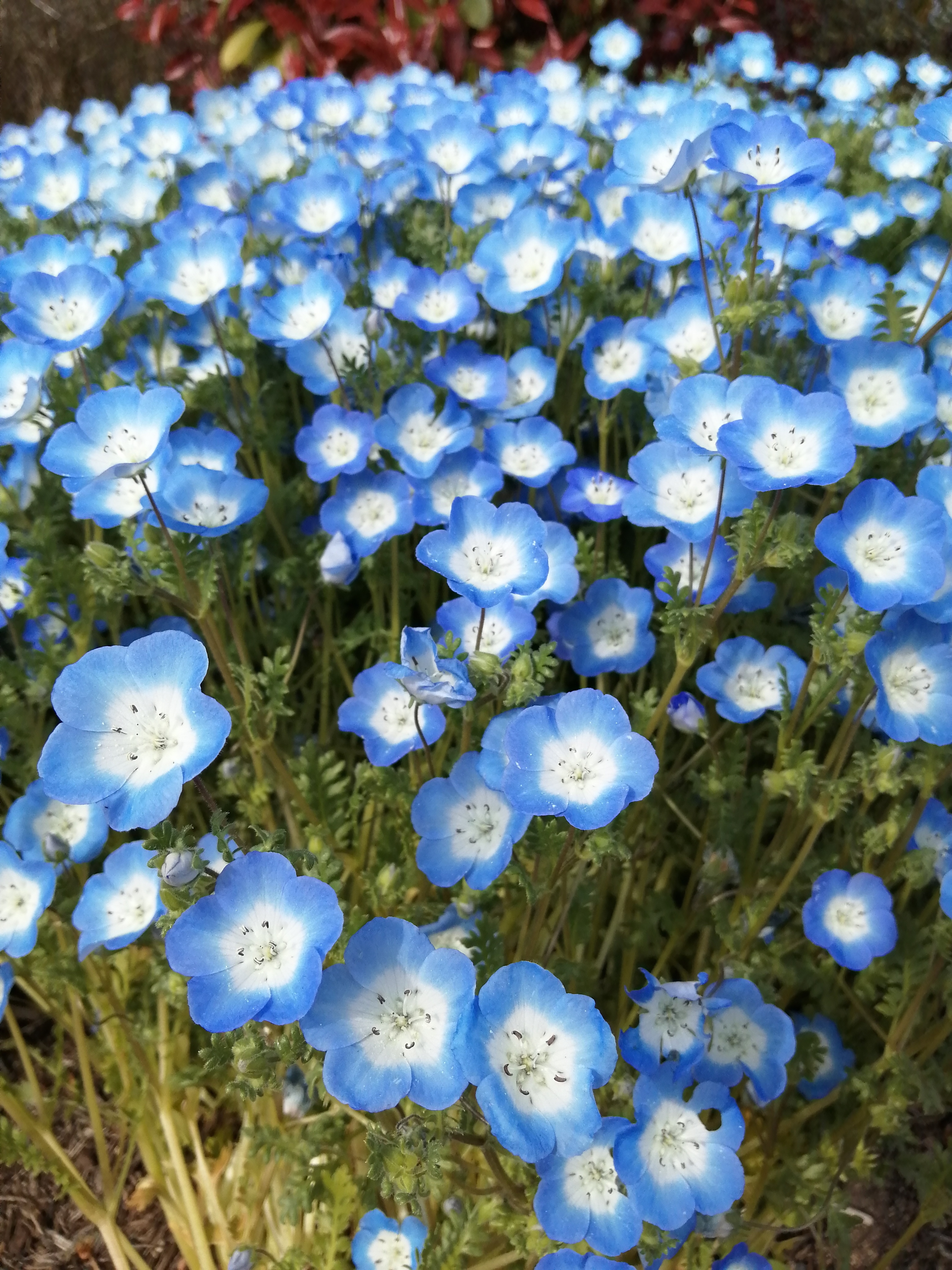 9nemophila.jpg