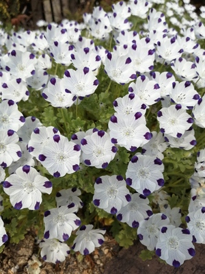 10nemophila.jpg