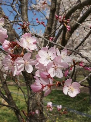 4sakura.jpg