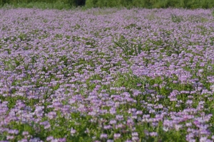 嵯峨野レンゲ畑010.JPG