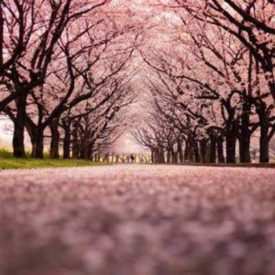 桜の道.jpg