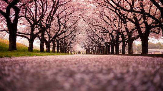 桜の道.jpg