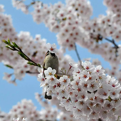 桜と鳥.png