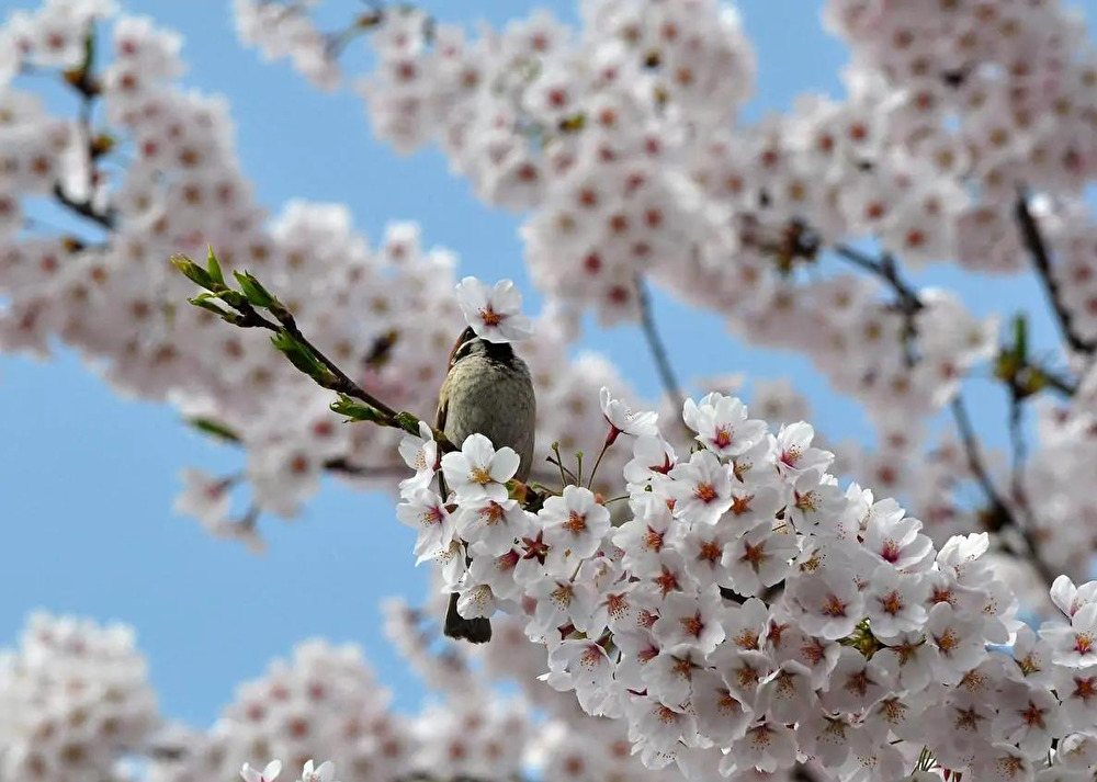 桜と鳥.png