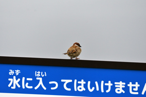 スズメ看板.JPG