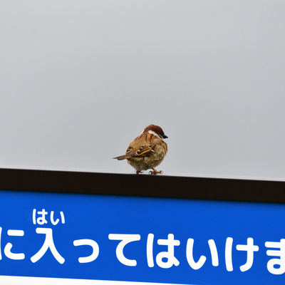 スズメ看板.JPG