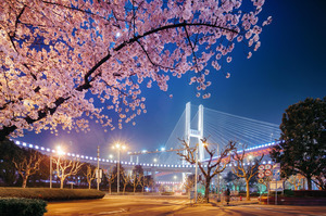 長江大橋の夜桜.jpg