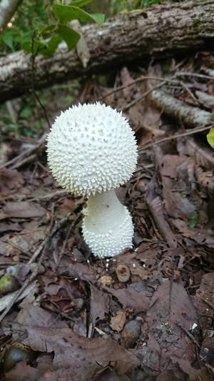 シロオニタケ.jpg