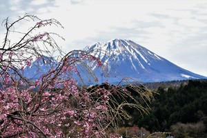 大山_さくら.jpg