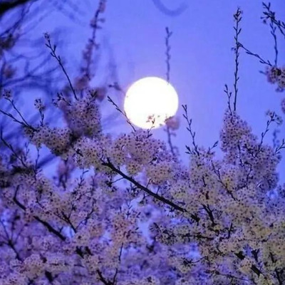 桜と月.png