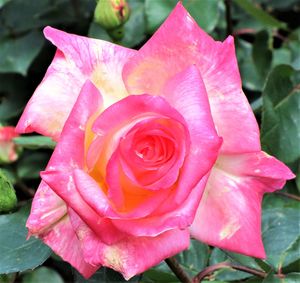 ダイアナ花IMG_0812.jpg