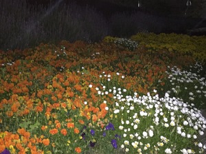 F539D65A-90B2-41EC-9B17-19DAE0D0E731.jpeg