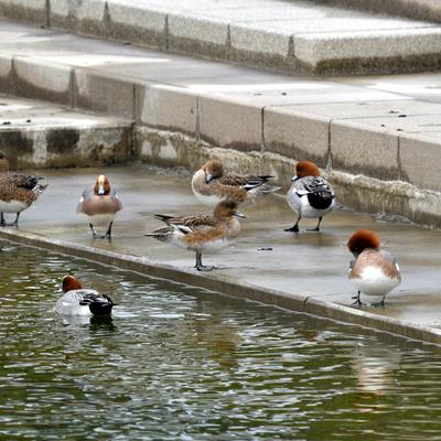 ひどり_13.jpg