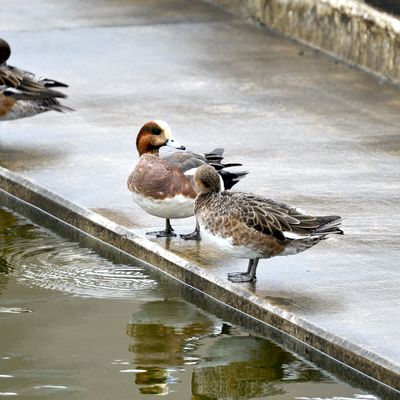 ひどり_19.jpg