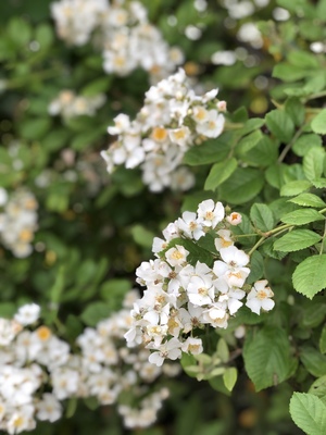 9046EDBA-4C3C-4C4D-AD55-A49FE9579282.jpeg