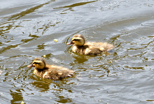 カルガモ親子.JPG