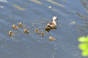 カルガモ親子_03.JPG