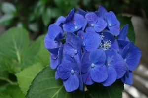あじさいの花003.JPG