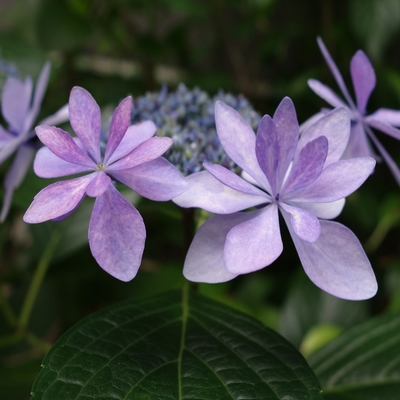 あじさいの花007.JPG