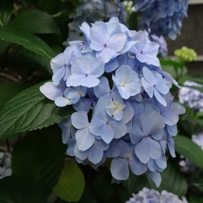 あじさいの花008.JPG