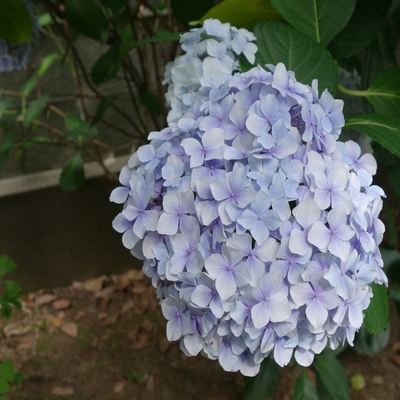 あじさいの花010.JPG