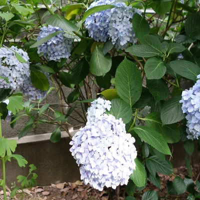 あじさいの花011.JPG