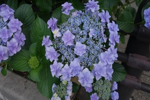 あじさいの花052.JPG