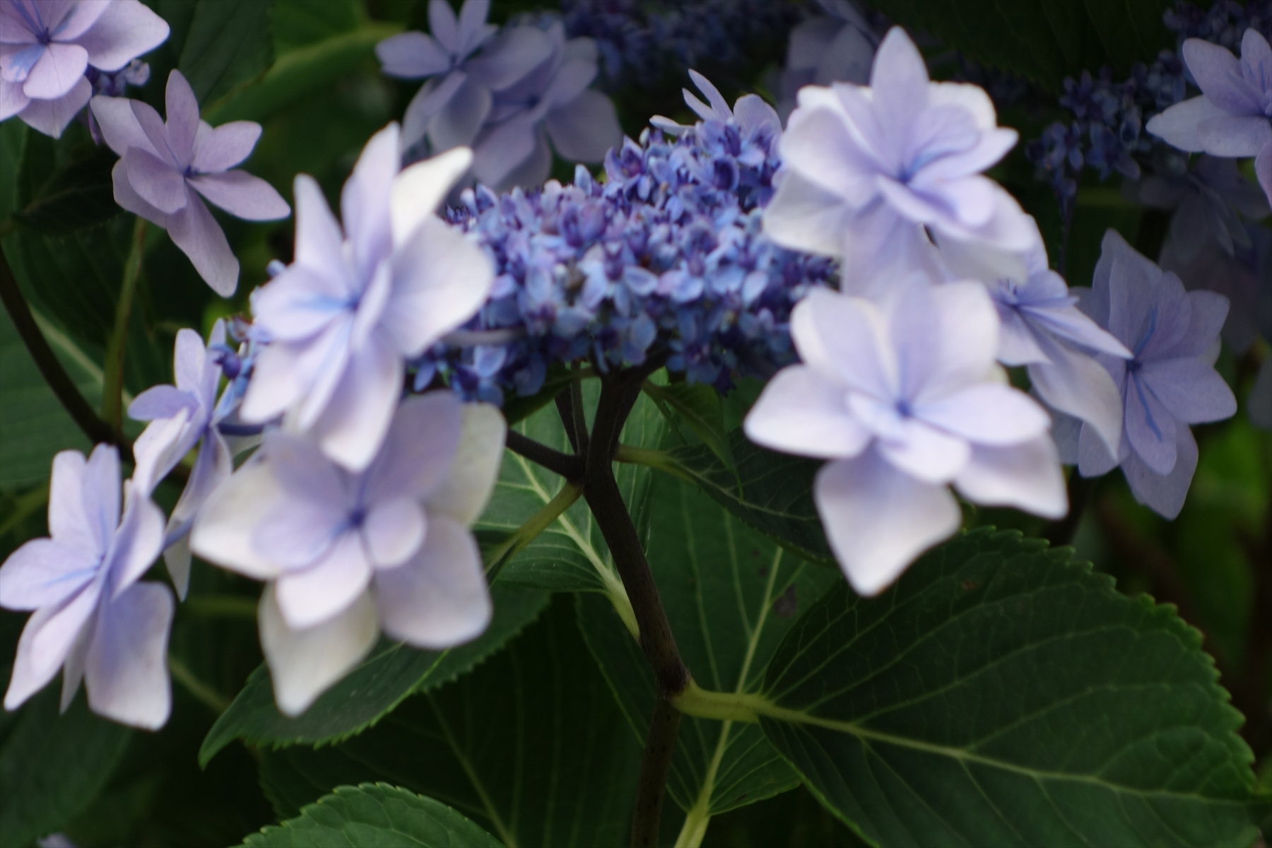 あじさい012.JPG