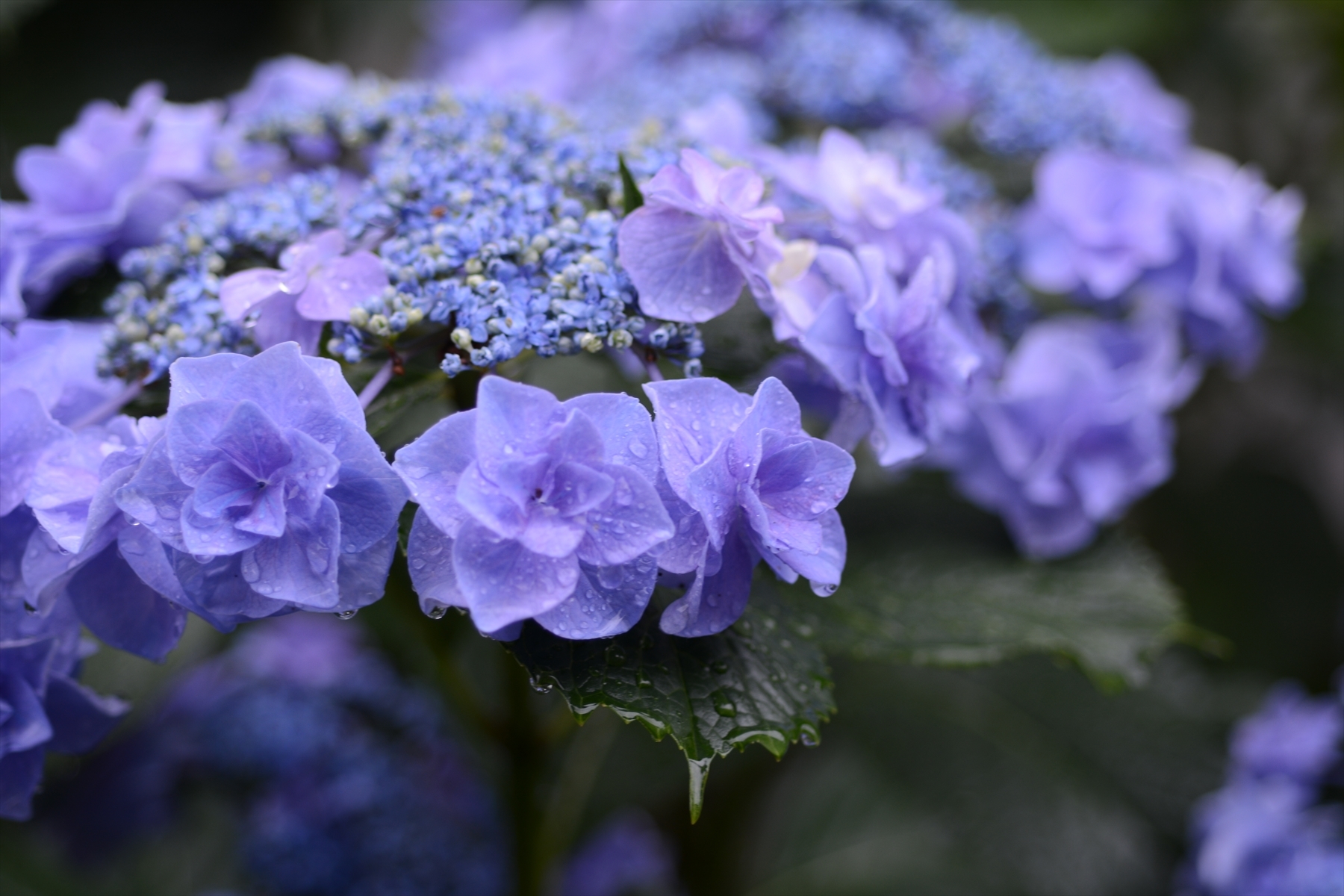 あじさい001.JPG