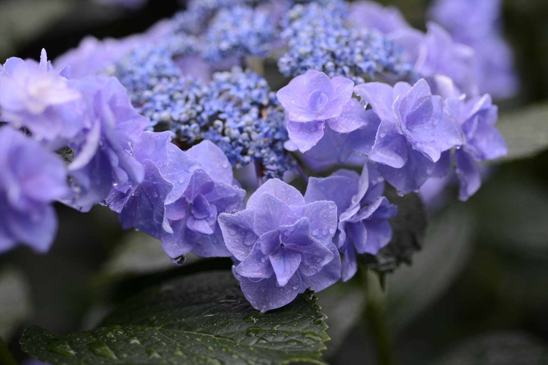あじさい002.JPG