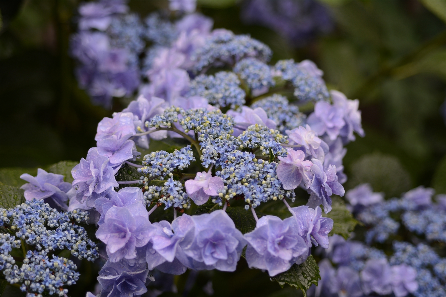 あじさい010.JPG