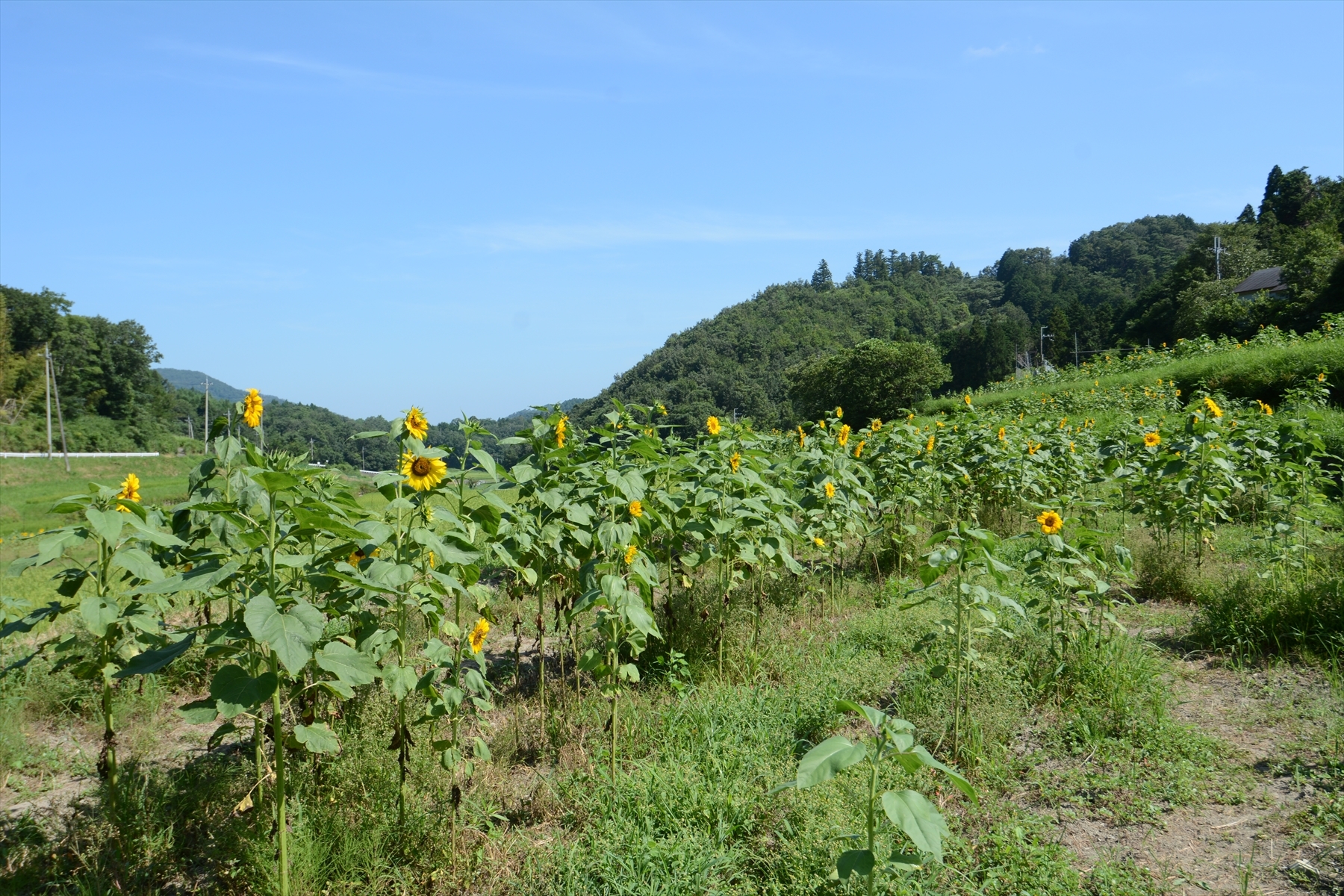 ひまわり002.JPG