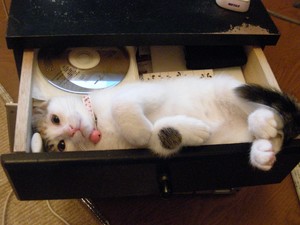 猫_とん_わさび_072_2.JPG