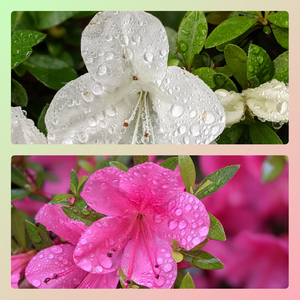 CollageMaker_20210620_081139122.jpg