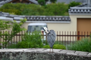 天龍寺006.JPG