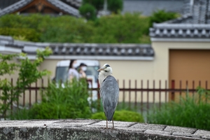 天龍寺008.JPG