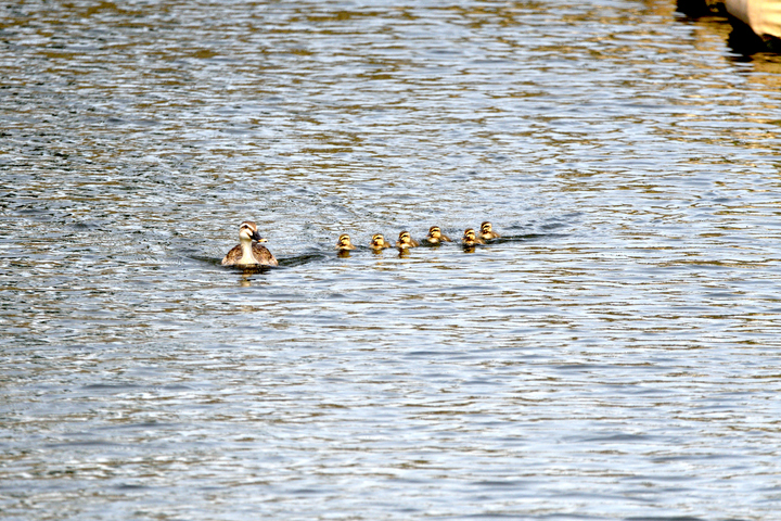 カルガモ親子.JPG