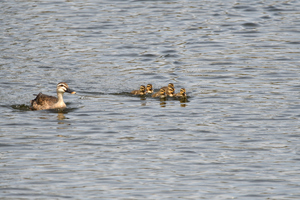 新カルガモ親子_02.JPG