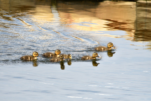 新カルガモ親子_04.JPG