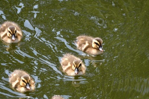 新カルガモ親子_33.JPG