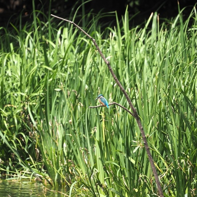 かわせみ_(4).jpg