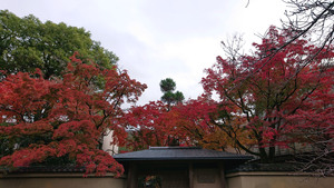 DSC_0678.JPG