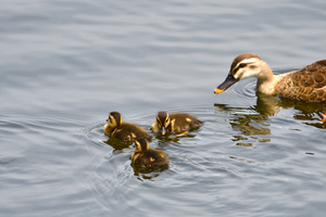 カルガモ親子11.JPG