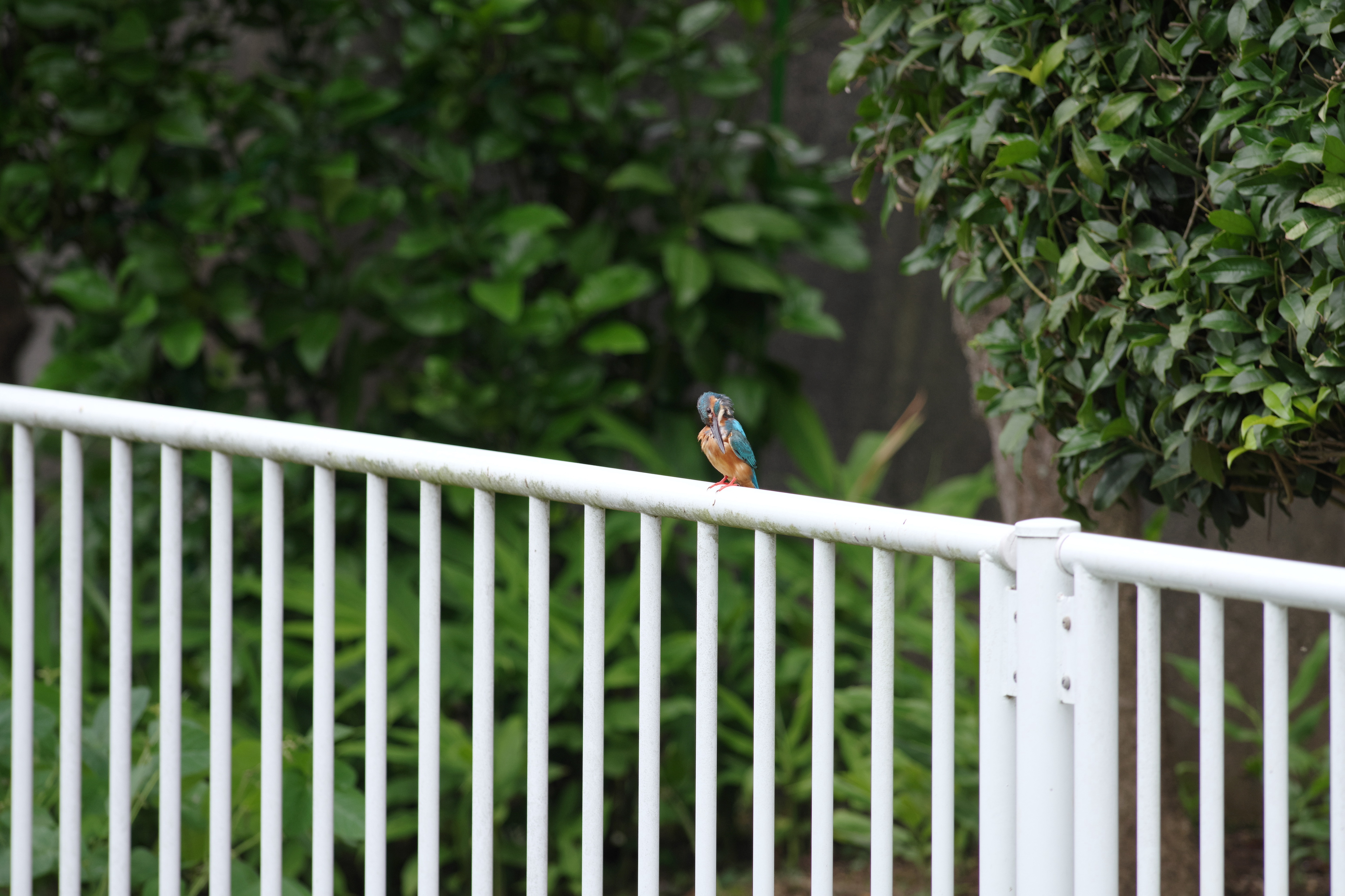 カワセミ父3.jpg